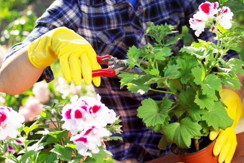 Gardener working in a small courtyard garden near Covent Garden Piazza
