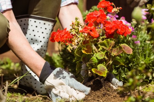 A gardener wearing gardening gloves is planting a vibrant red-flowered geranium in a well-maintained garden, with visible soil surrounding the plant and a variety of colorful flowers and lush green foliage in the background. The garden features a mix of flower beds and grassy areas, with the flowers displaying shades of pink, purple, and green, indicating a diverse and carefully cultivated outdoor space typical of a residential garden in Covent Garden. The scene is lit with natural daylight, suggesting a clear weather day, and the overall environment reflects a neat, organized area suitable for gardening services aimed at enhancing outdoor aesthetics and plant health, consistent with professional landscaping and lawn care practices in the area.